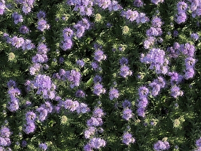 现代自然地面 无缝灌木花丛 无缝花卉植物