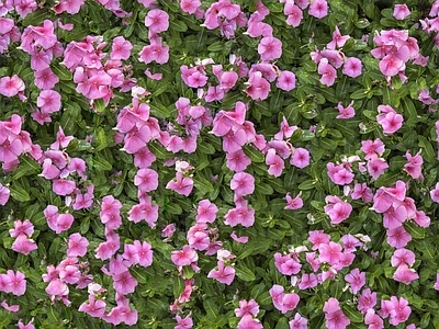 现代自然地面 无缝灌木花丛 无缝花卉植物