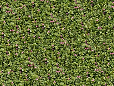 现代自然地面 无缝灌木花丛 无缝花卉植物