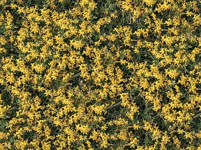 现代自然地面 无缝灌木花丛 无缝花卉植物