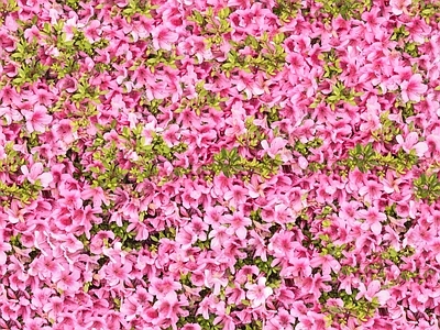 现代自然地面 无缝灌木花丛 无缝花卉植物