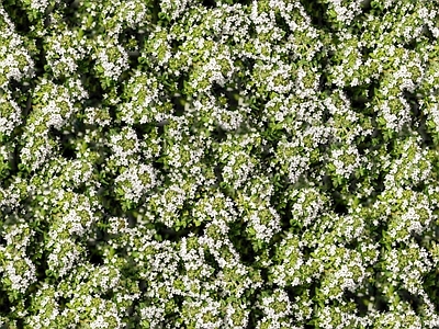 现代自然地面 无缝灌木花丛 无缝花卉植物