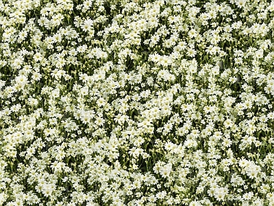 现代自然地面 无缝灌木花丛 无缝花卉植物