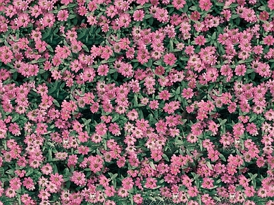 现代自然地面 无缝灌木花丛 无缝花卉植物