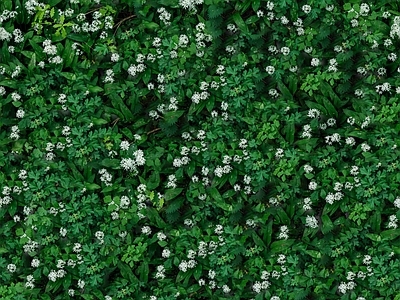 现代自然地面 无缝灌木花丛 无缝花卉植物