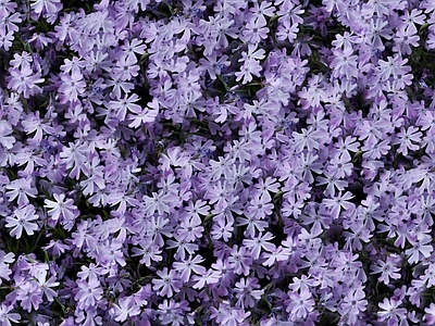 现代自然地面 无缝灌木花丛 无缝花卉植物