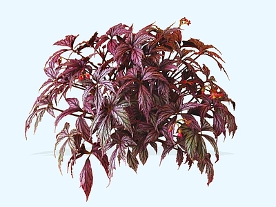 灌木 2D秋海棠 周裂秋海棠