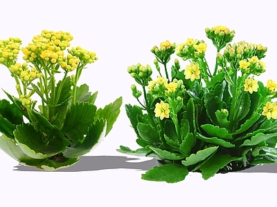 灌木 2D长寿花 寿星花 家乐花 十字海棠 燕子海棠