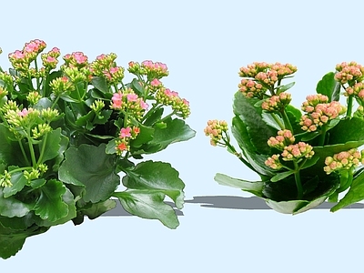灌木 2D长寿花 十字海棠 燕子海棠 寿星花 伽蓝花