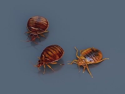 爬行动物 昆虫 爬虫 臭虫 寄生 低模