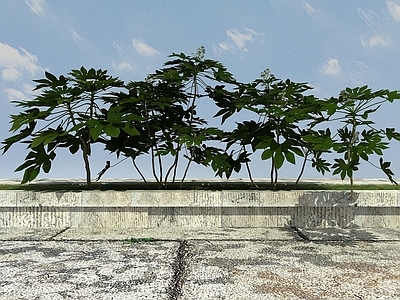现代开花植物