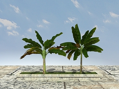 现代巴蕉树
