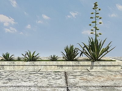 现代热带植物丝兰