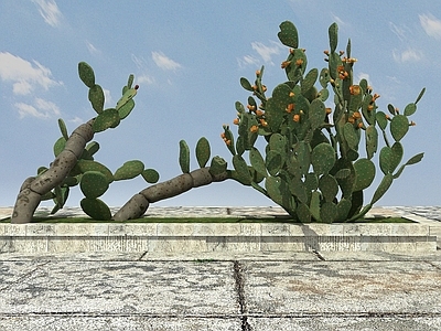 现代热带植物仙人掌