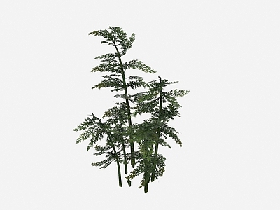 现代植物竹子树木
