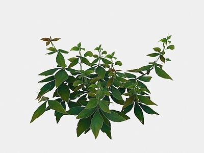 现代植物花草小花