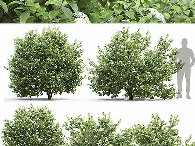 灌木 茱萸 山茱萸 灌木