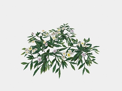 现代植物路边花草