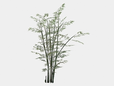 现代植物竹子