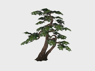 现代植物针叶树木