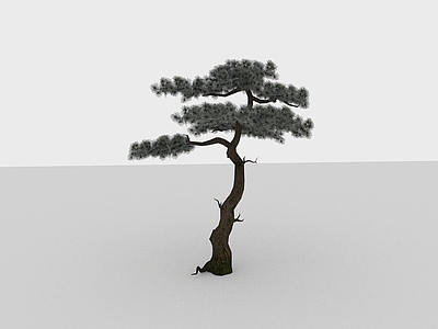 现代植物针叶树木