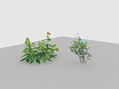 现代植物路边野花