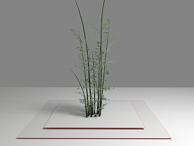 现代植物断竹子