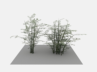 现代植物竹子成群