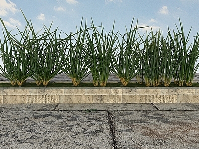 现代疏菜类植物