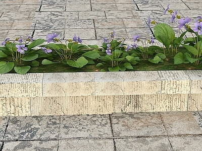 现代花草景观植物