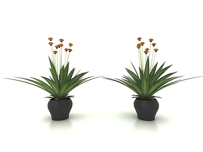 现代植物