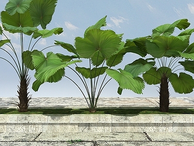 现代景观开花植物