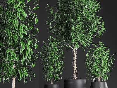 现代植物盆栽