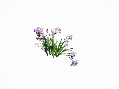 花草 鸢尾花 扁竹根 花境 阴生花卉 花坛花草