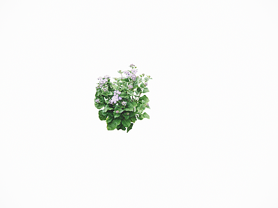花草 熊耳草 花境 盆栽花草 花箱花草 花盆花钵