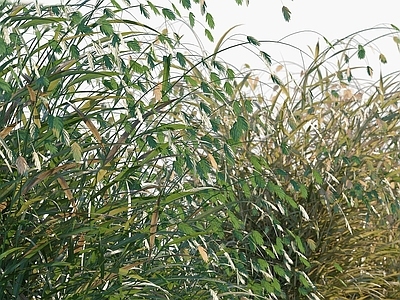 现代植物