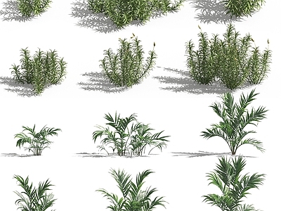 现代植物花草
