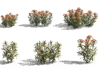 现代植物花草圆苞大戟