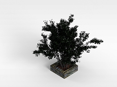 现代灌木 绿叶树景观