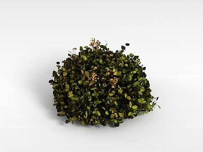 现代灌木 灌木景观树