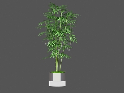 盆栽 竹子 盆栽