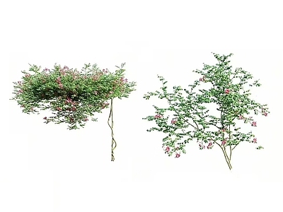 藤蔓 花架藤蔓 廊架藤蔓 花墙藤蔓
