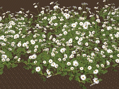 花草 菊花 花境 草坪 花盆花钵 盆栽花草