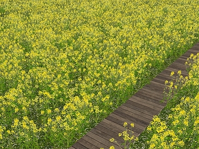 花草 油菜花 花海 花境 草坪 芦苇