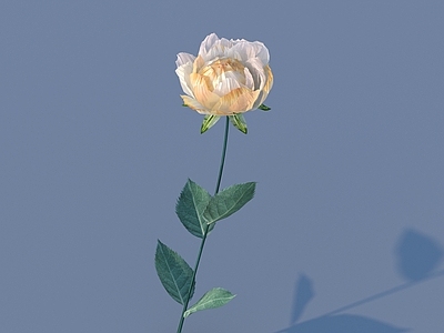 花 花 野花 绿植