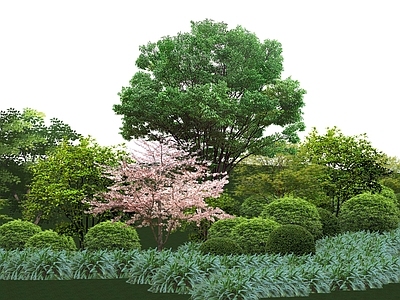 植物组合 树池植物组合 盆栽组合 植物组团 造型树 花树