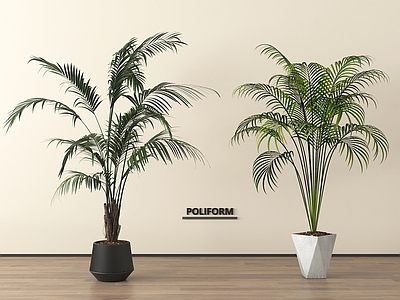 盆栽 绿植盆景 家居植物盆栽