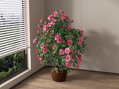 盆栽 植物绿植 盆栽 花卉