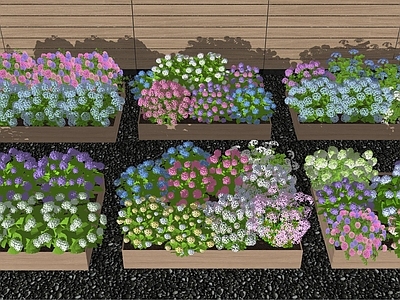 花草 绣球花 木绣球 花箱 花盆 庭院花卉