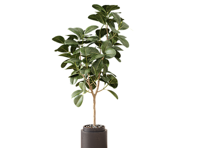 盆栽 金刚树 盆栽 绿植 植物